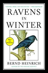 Ravens in Winter