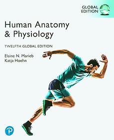 <font title="Human Anatomy  Physiology (Global Edition)">Human Anatomy  Physiology (Global Editio...</font>