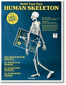 <font title="Build Your Own Human Skeleton - Life Size!">Build Your Own Human Skeleton - Life Siz...</font>